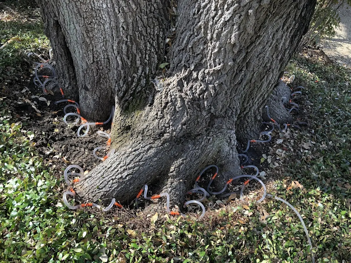 Detailed Tree Cabling and Bracing job site in Alicia