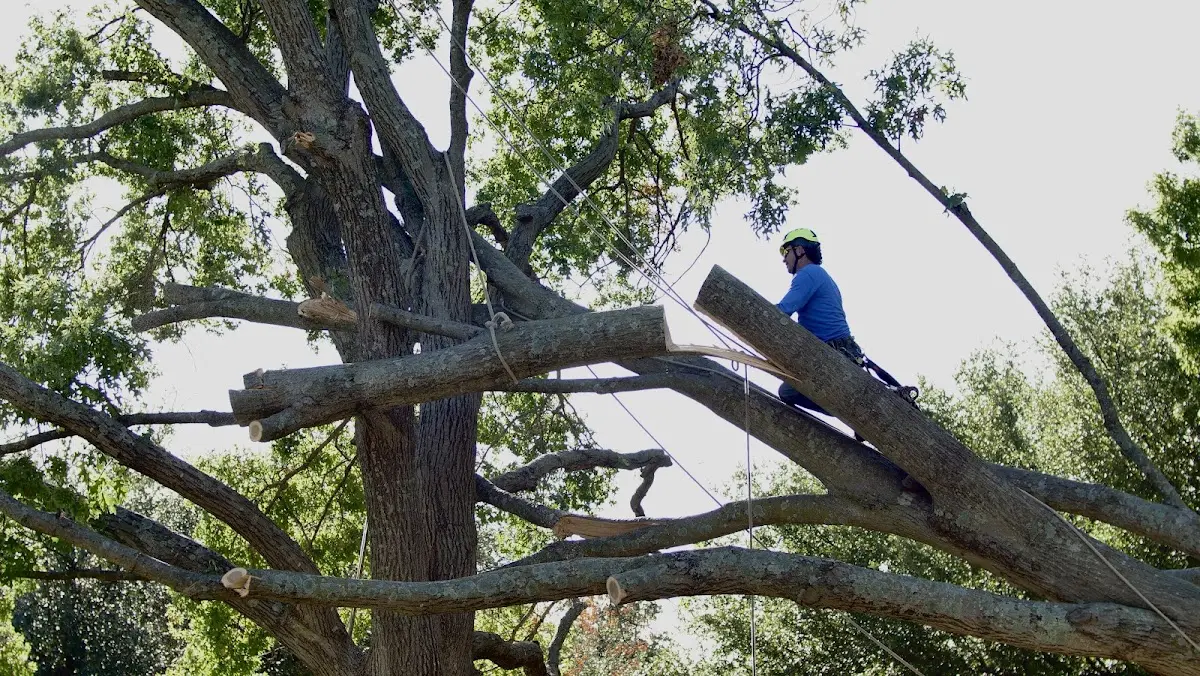 Professional Hazardous Tree Removal performed by certified arborists in Alicia
